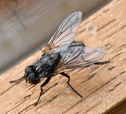 Réf. 277 146 : Musca domestica